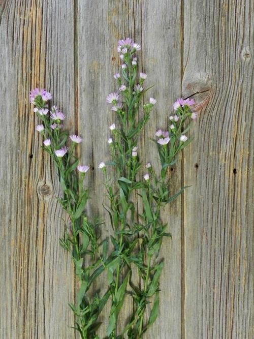 CARNIVAL  5 STEM BUNCH PINK  ASTER